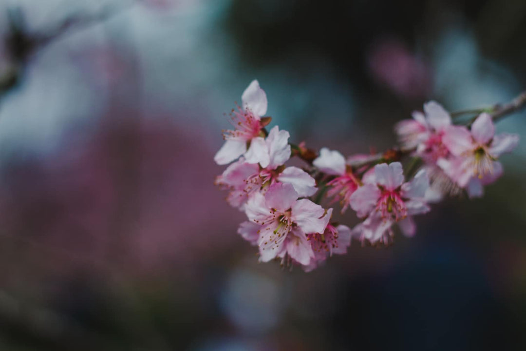 Where are some of the best places to view SAKURA in Japan?