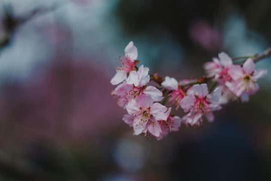 Where are some of the best places to view SAKURA in Japan?